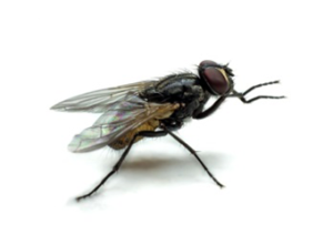 Mosca - Muscidae 